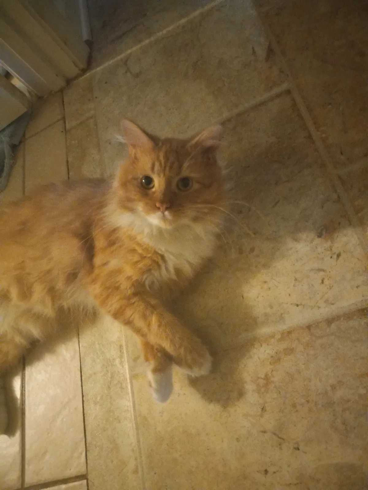 Lost cat in Easley, SC, 29640