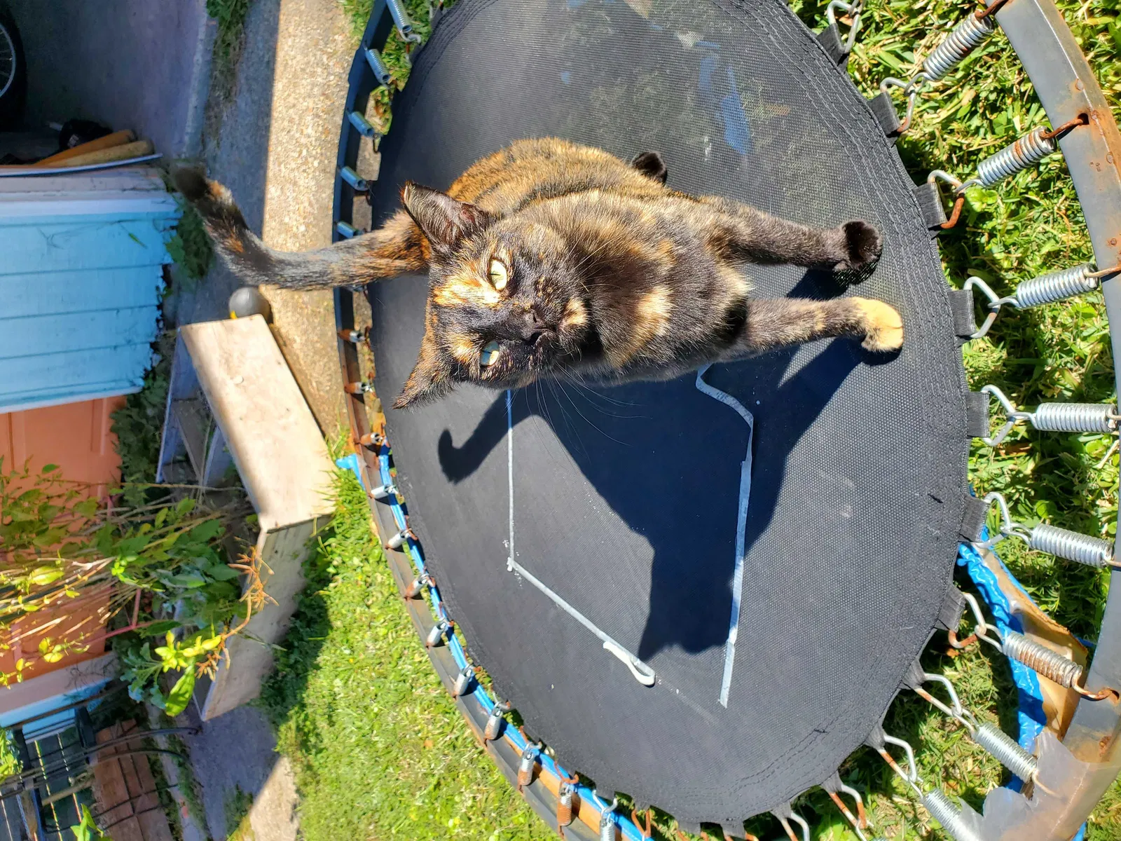 Lost cat in Metairie, LA, 70005