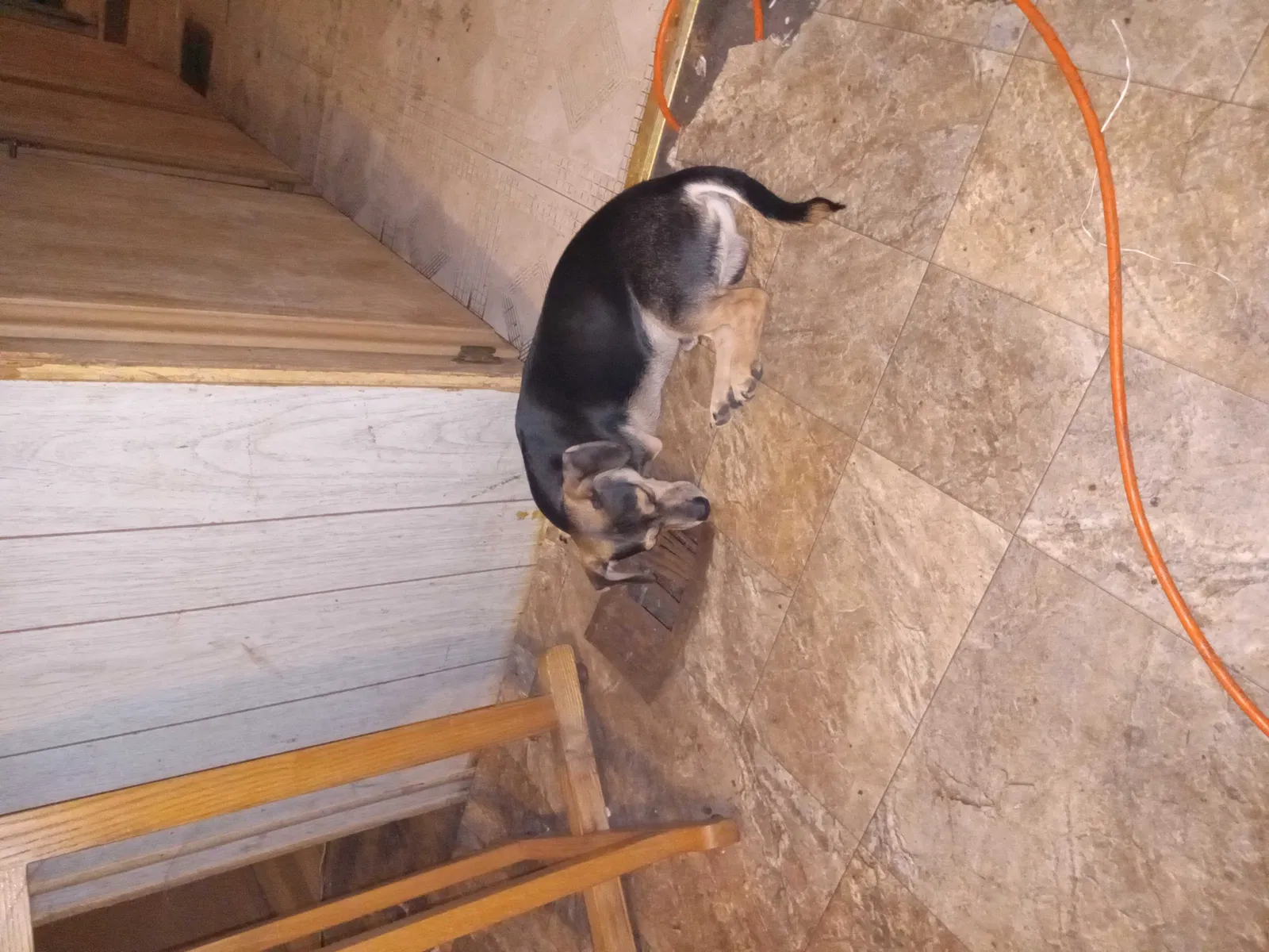 Lost dog in San Bernardino, CA, 92411