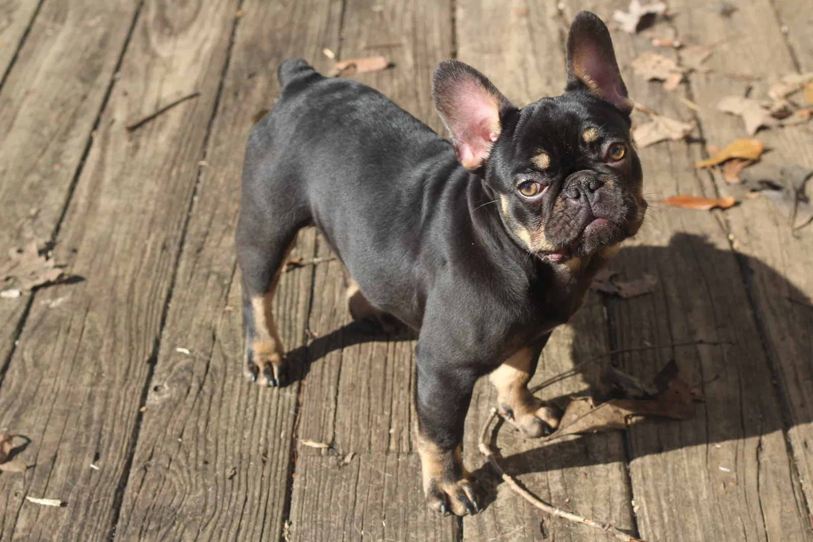 Lost dog in Fairburn, GA, 30213