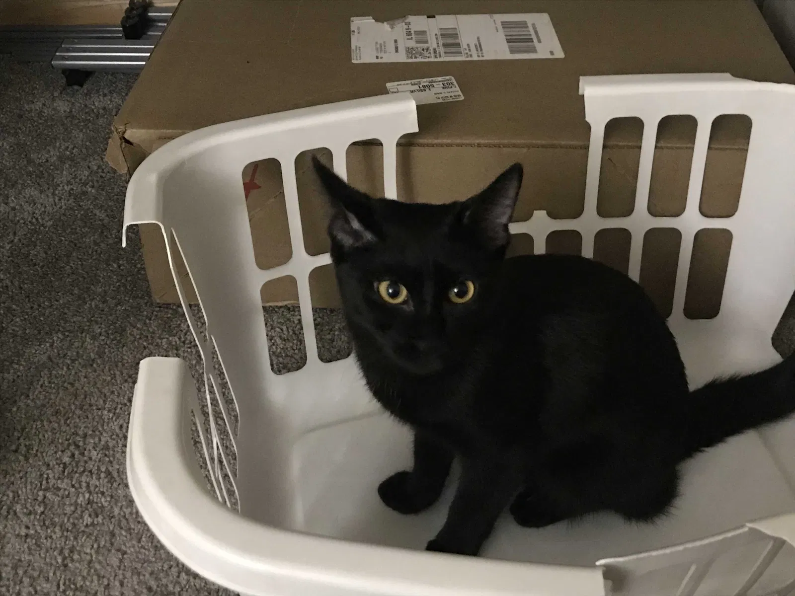 Lost cat in Chicago, IL, 60638