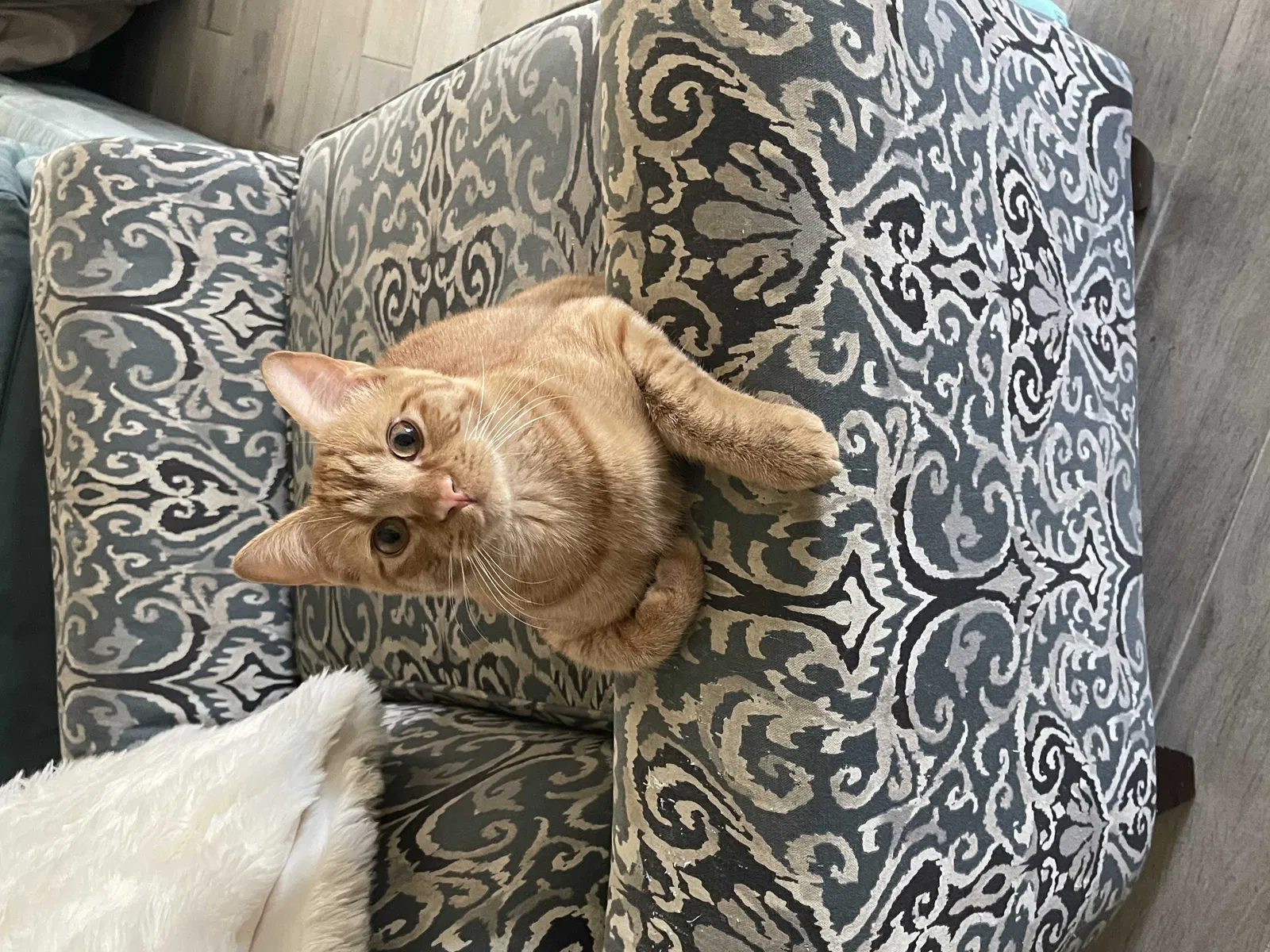 Lost cat in Phoenix, AZ, 85027