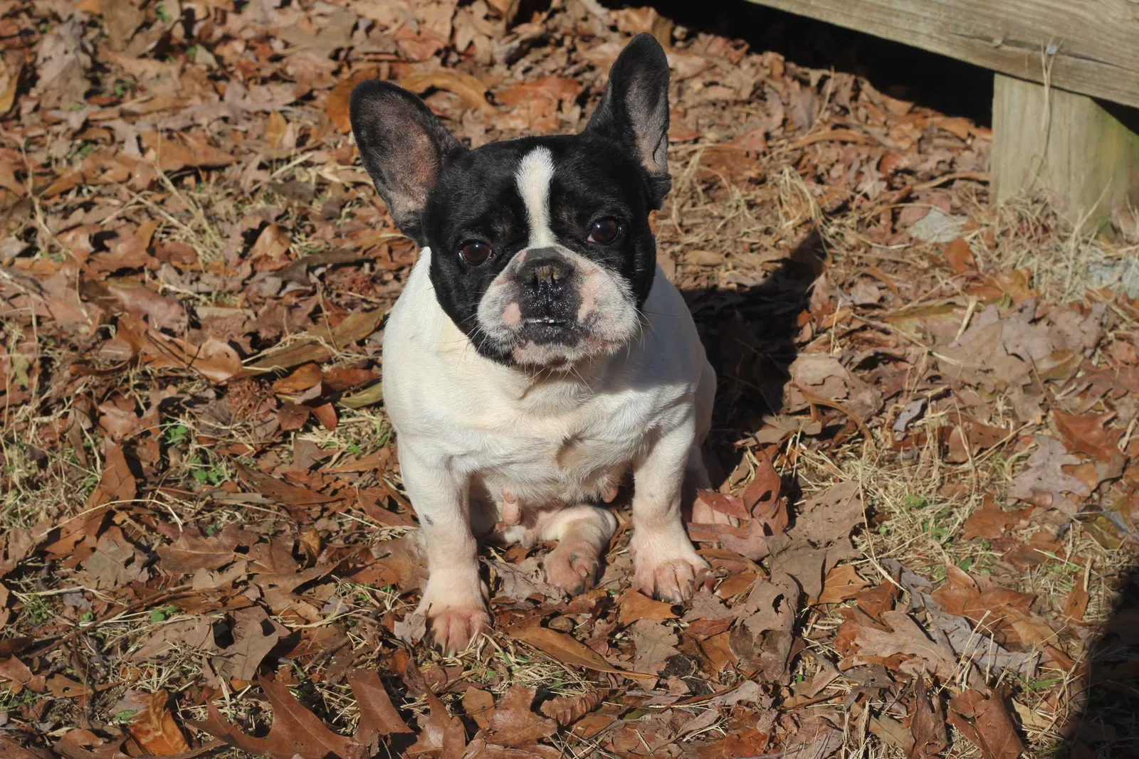 Lost dog in Fairburn, GA, 30213