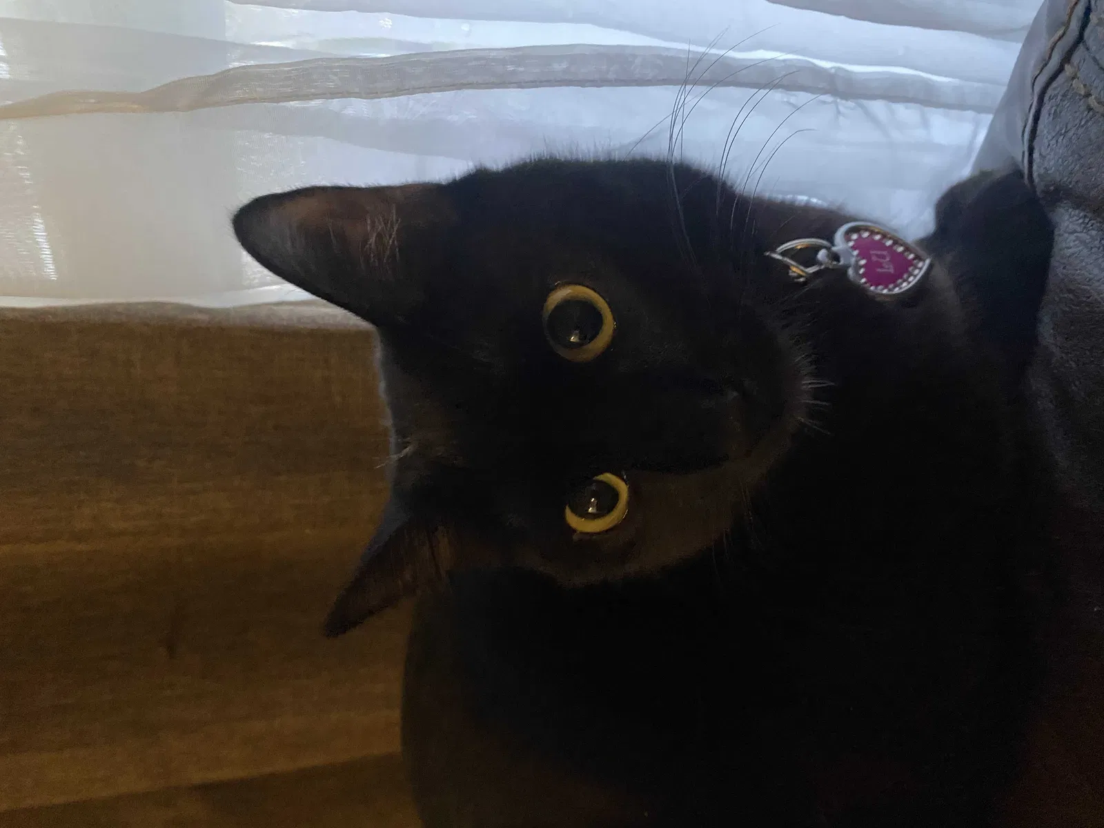 Lost cat in Pasadena, TX, 77506
