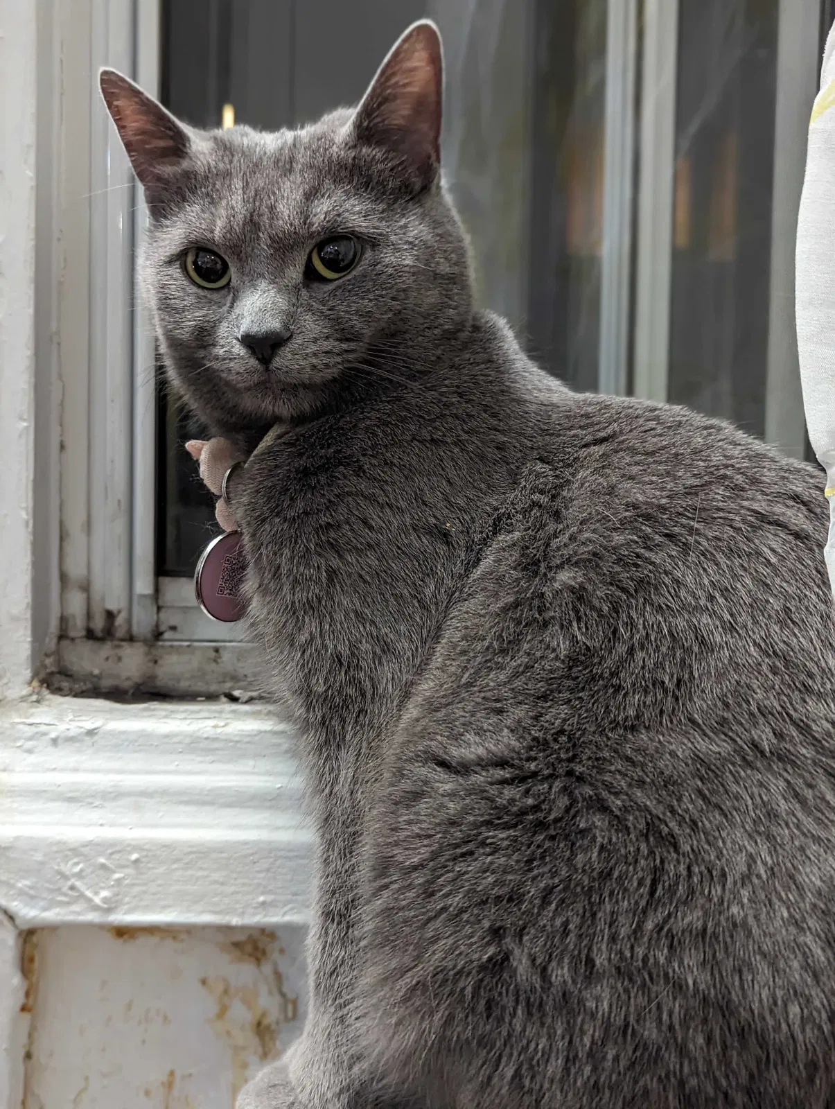 Lost cat in Syracuse, NY, 13205