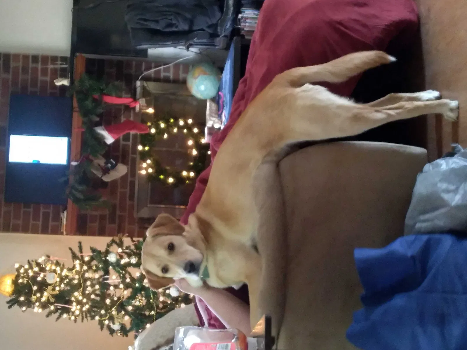 Lost dog in Doswell, VA, 23047