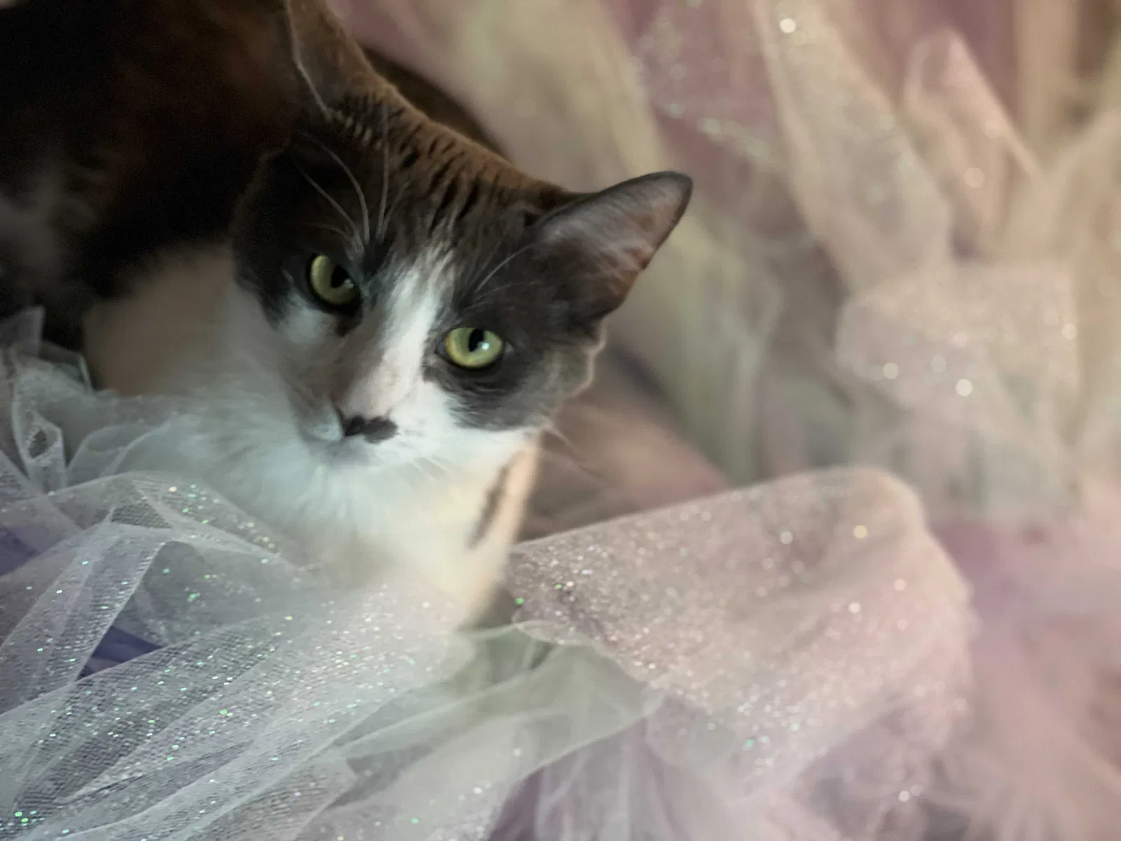 Lost cat in Newport News, VA, 23608