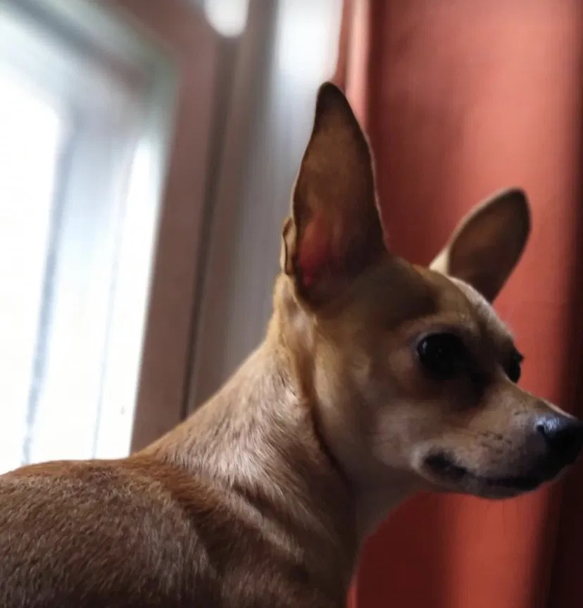 Lost dog in Springfield, MA, 1109