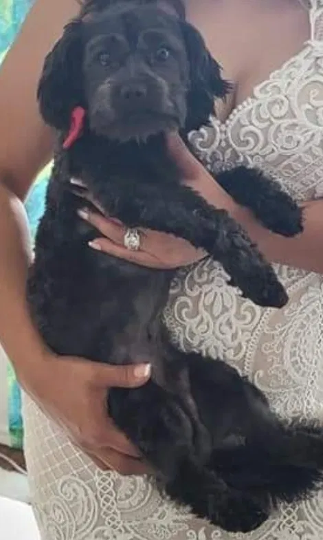 Lost dog in Bethany, OK, 73008
