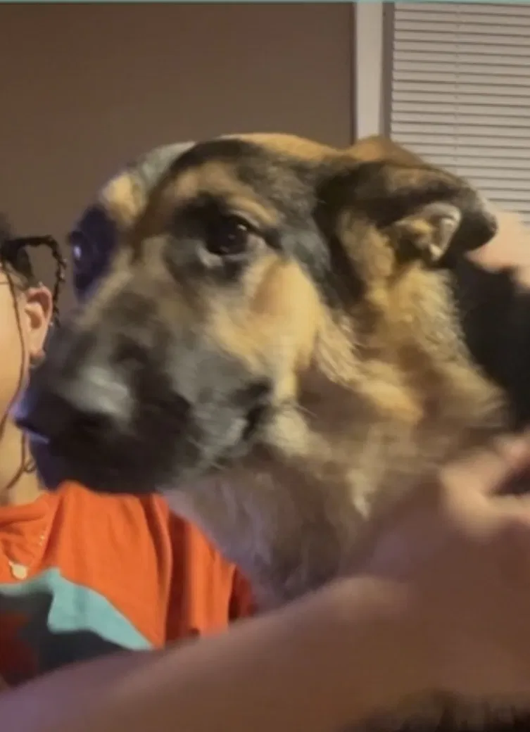 Lost dog in Lillington, NC, 27546