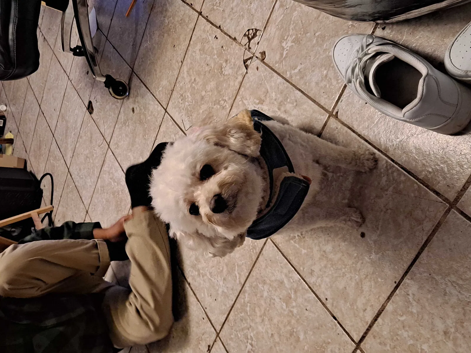 Lost dog in Chicago, IL, 60621