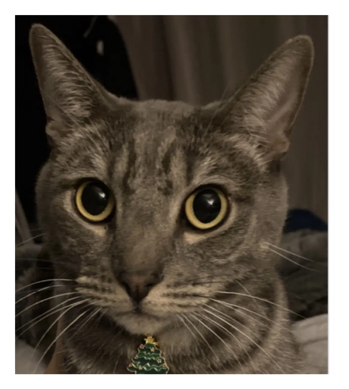 Lost cat in Port Saint Lucie, FL, 34952