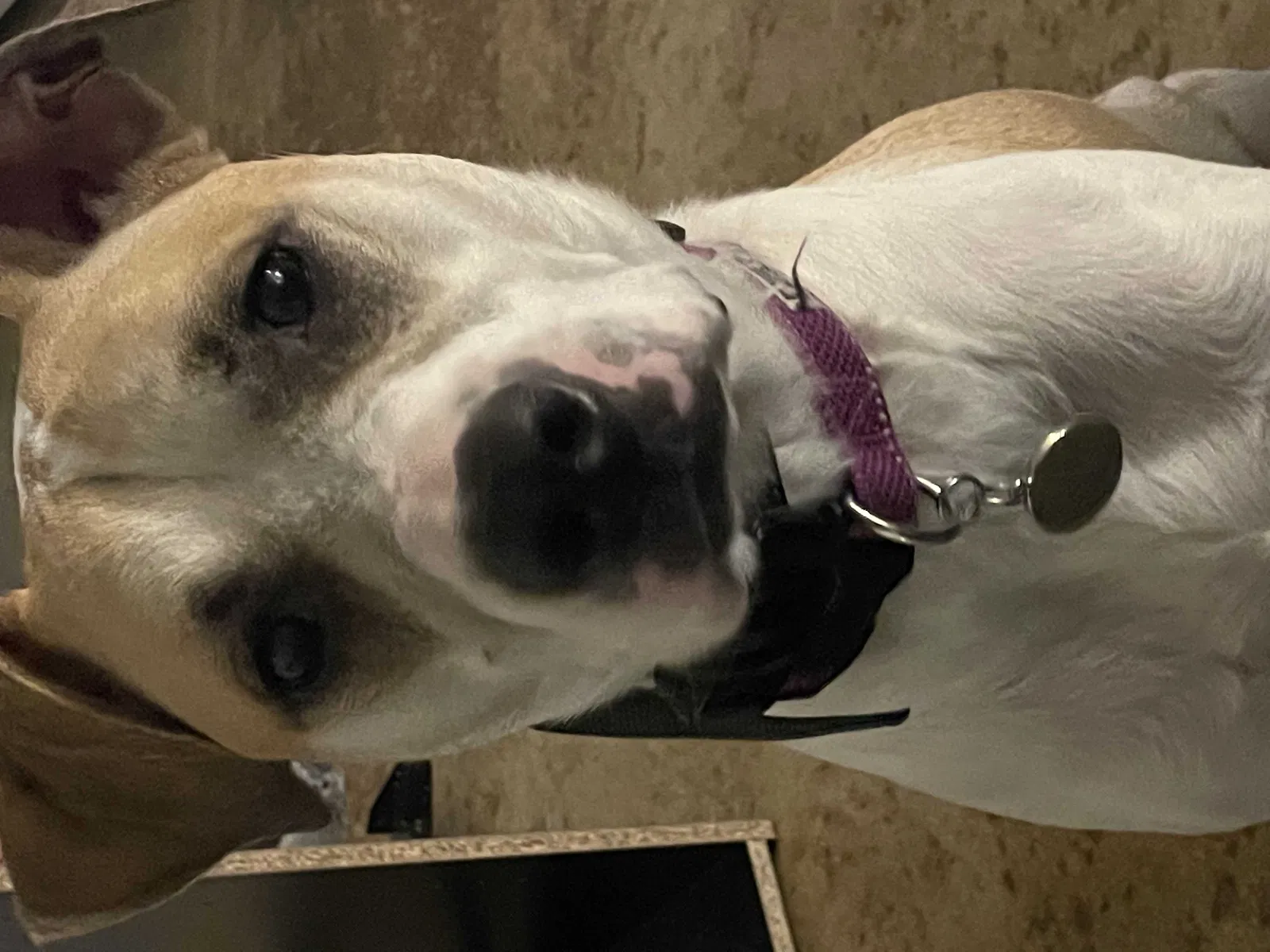Lost dog in Oklahoma City, OK, 73127