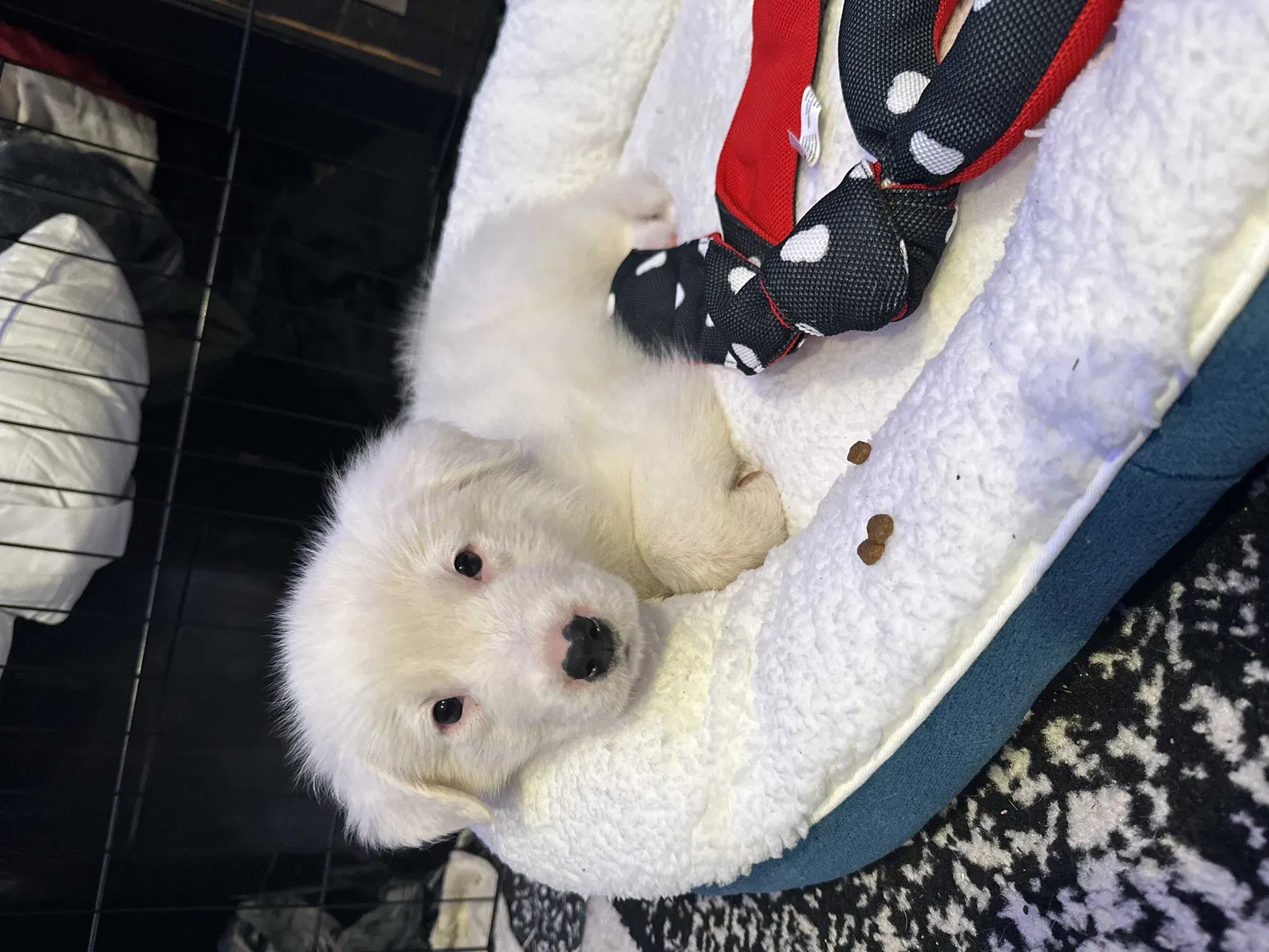 Lost dog in Ramona, CA, 92065