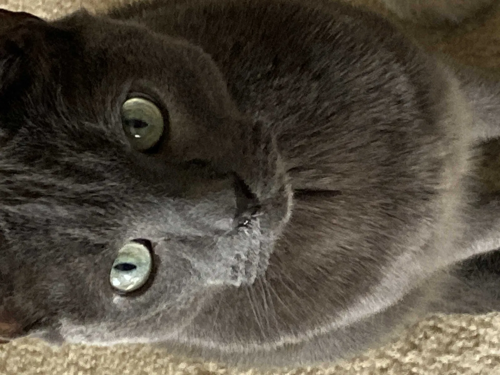 Lost cat in Chapin, SC, 29036