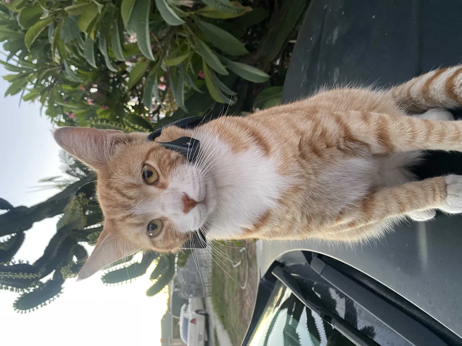 Lost cat in Lynwood, CA, 90262