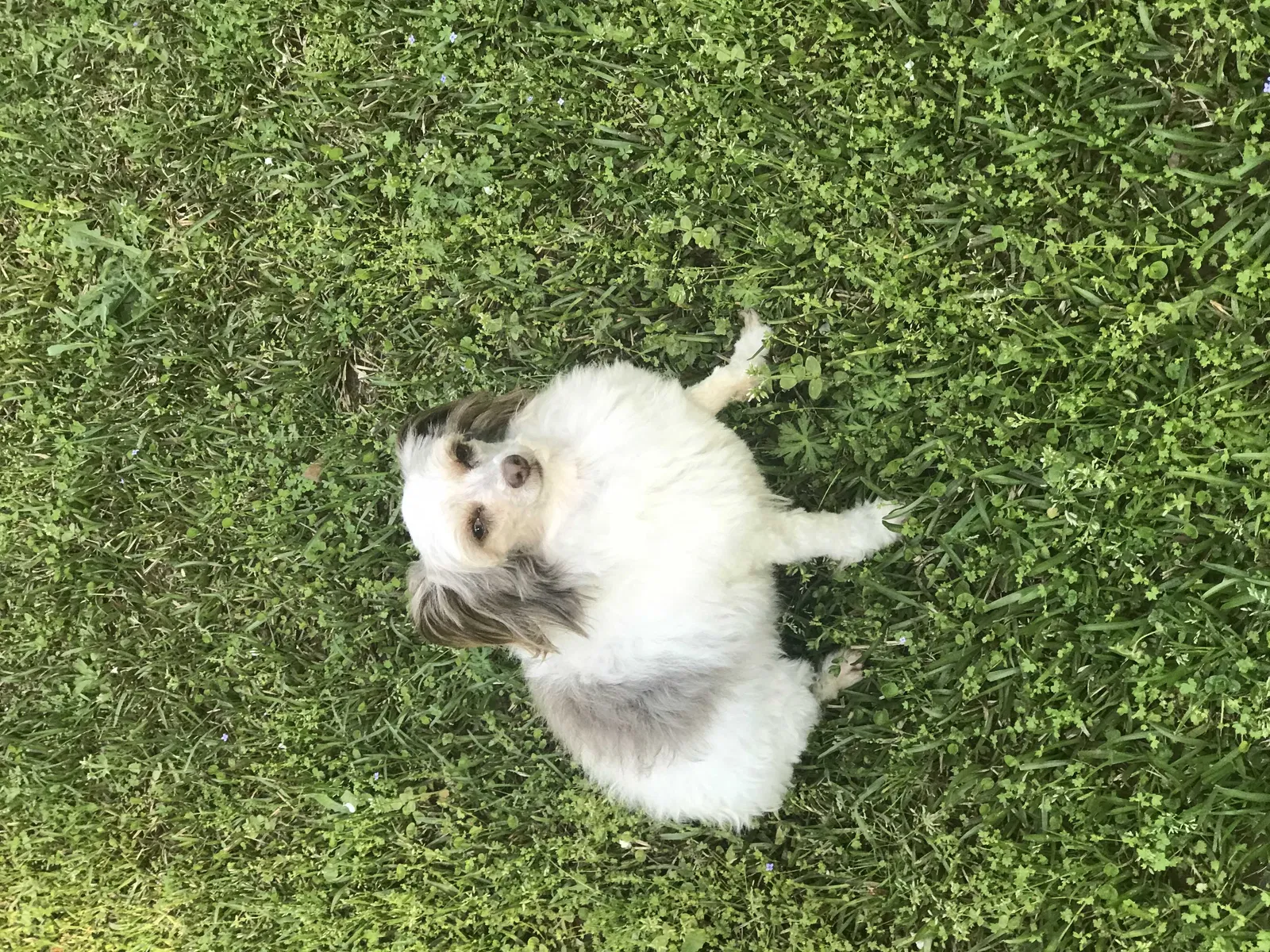 Lost dog in Covington, GA, 30016