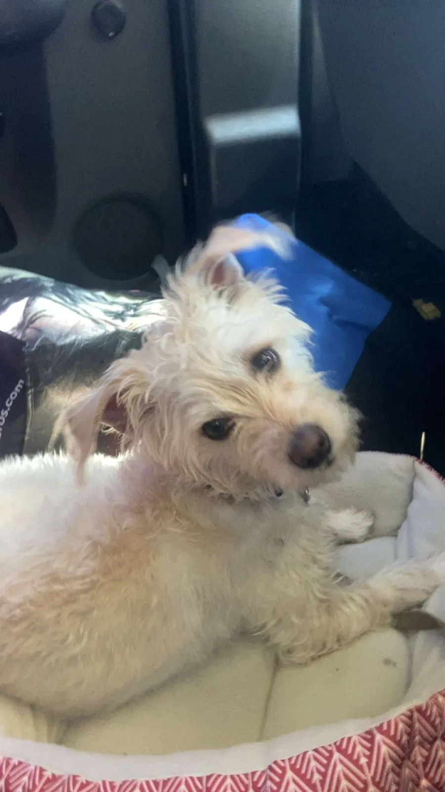 Lost dog in La Puente, CA, 91746