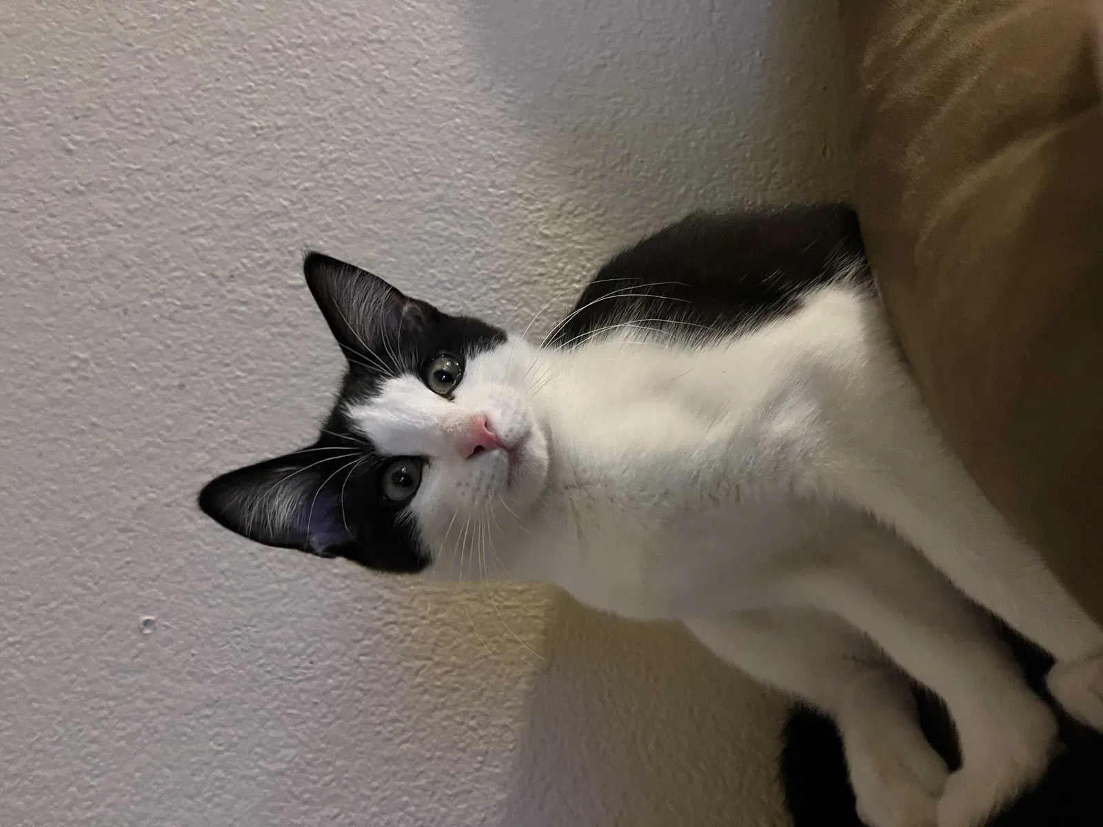 Lost cat in Chandler, AZ, 85225