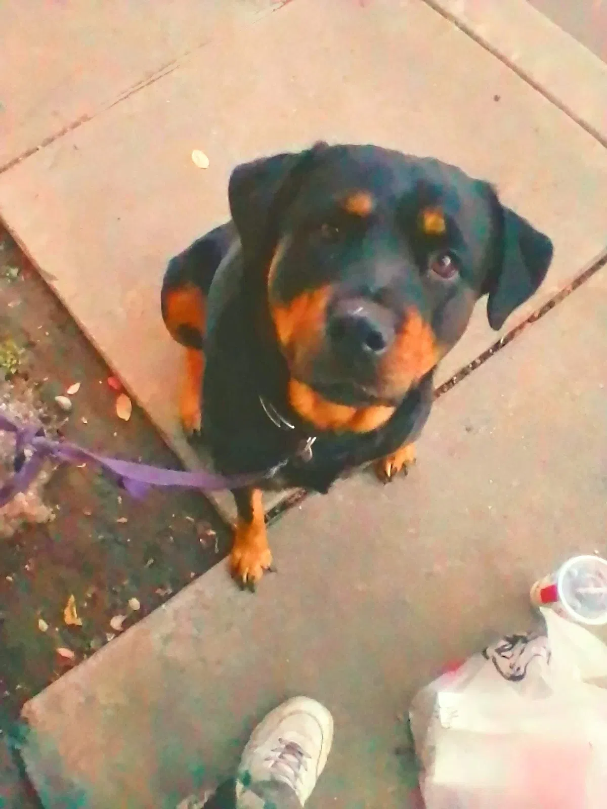 Lost dog in Stockton, CA, 95207