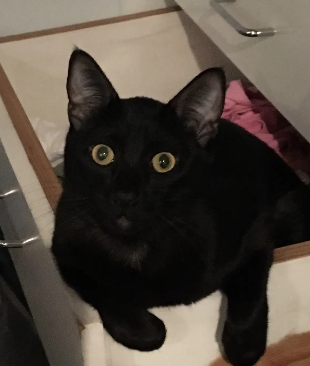 Lost cat in San Marcos, CA, 92069