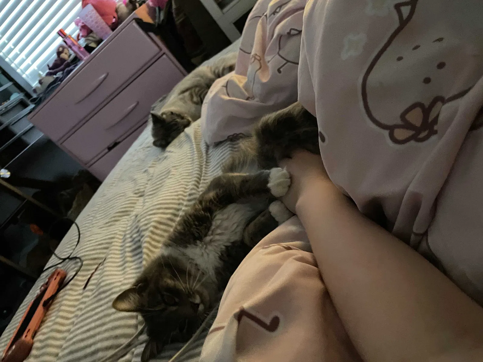 Lost cat in Colorado Springs, CO, 80916