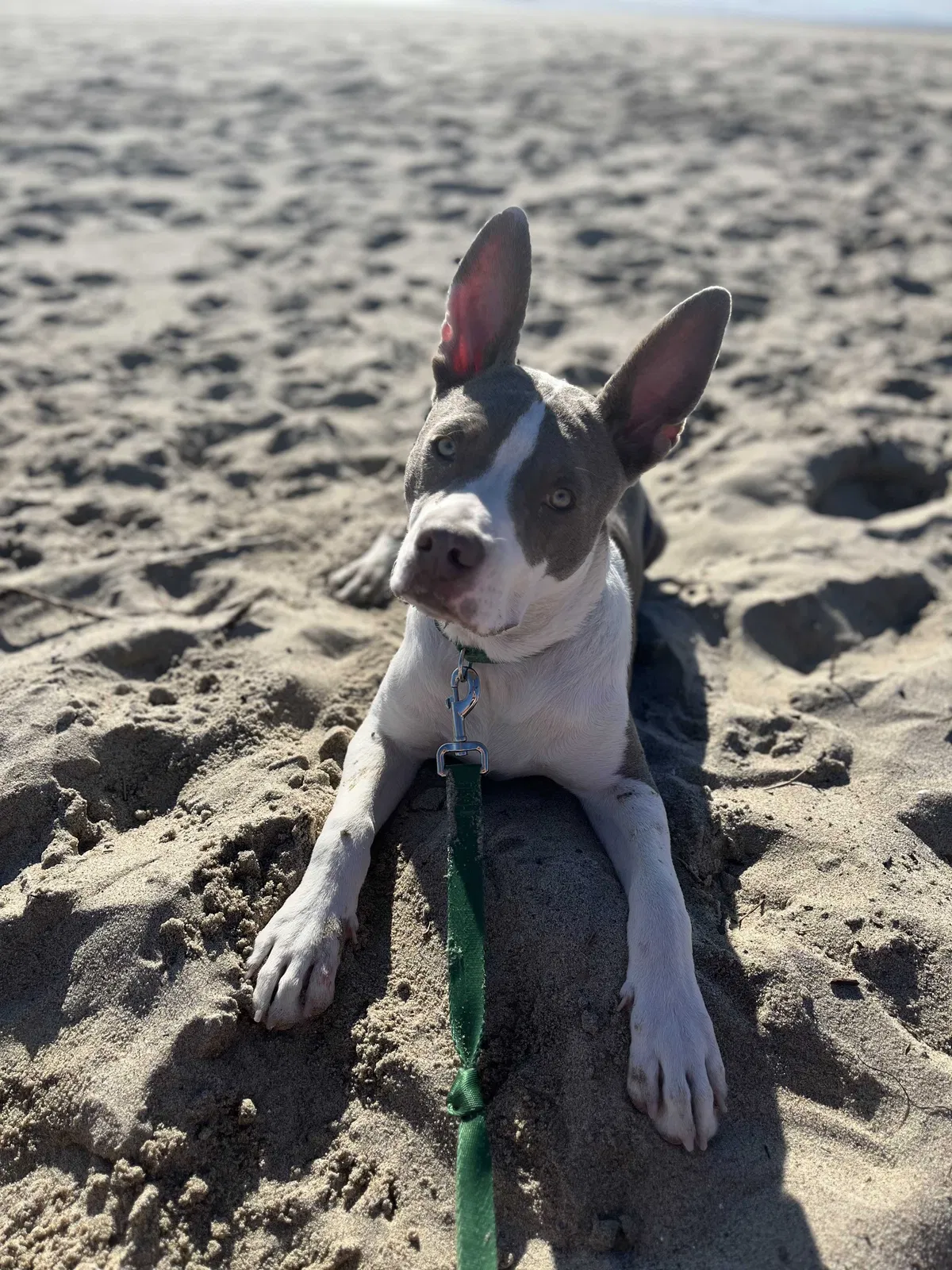 Lost dog in Los Angeles, CA, 90004