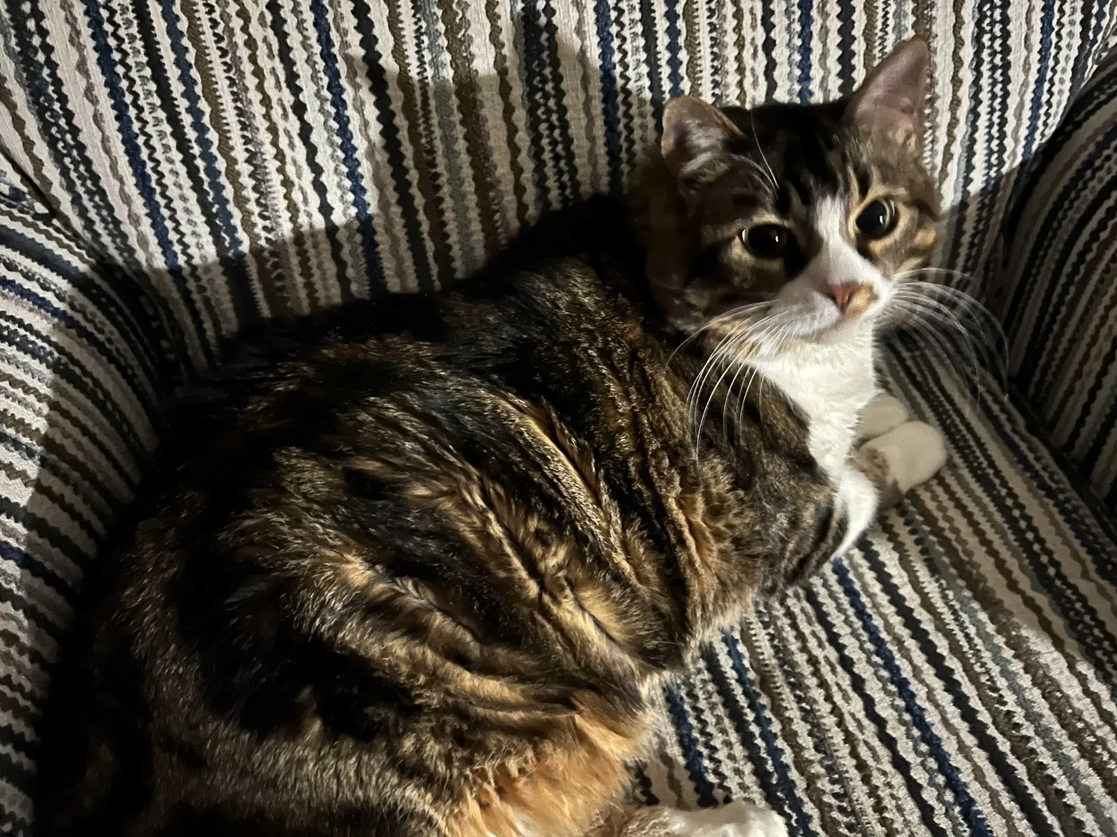Lost cat in Grinnell, IA, 50112