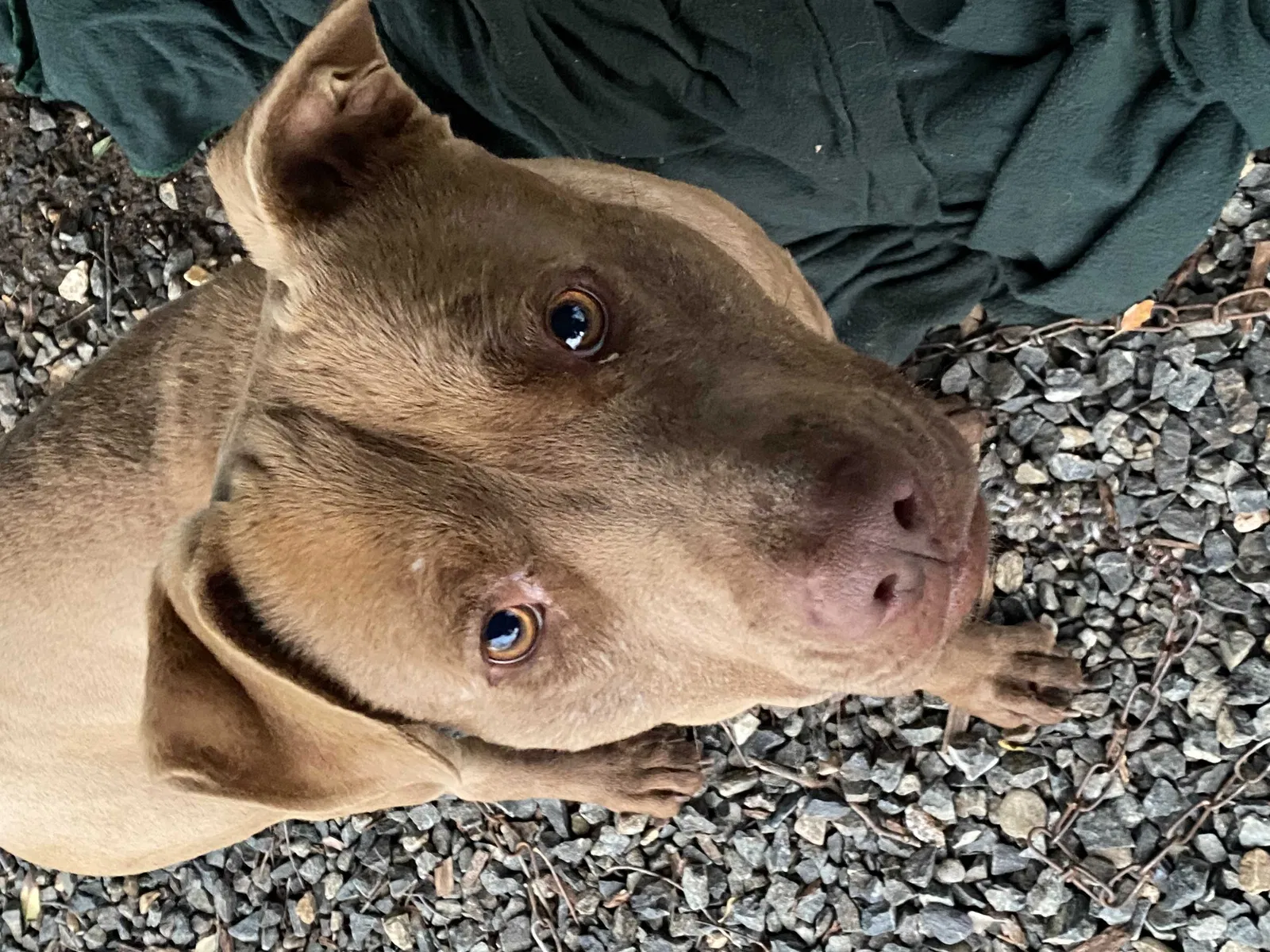 Found dog in Porterville, CA, 93257