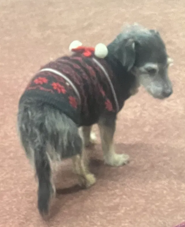 Lost dog in Reeds Spring, MO, 65737