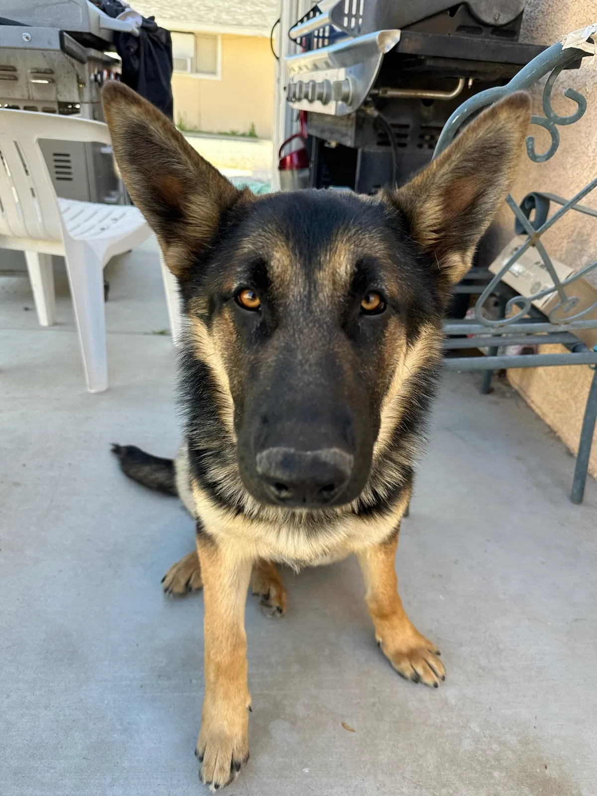 Found dog in Apple Valley, CA, 92307