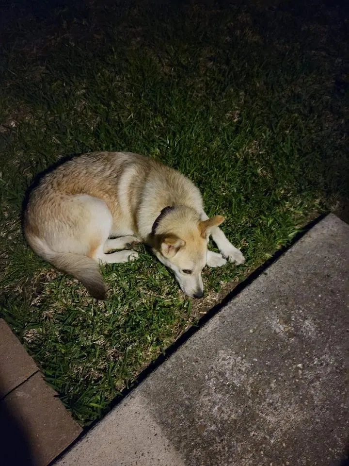 Found dog in Porter, TX, 77365