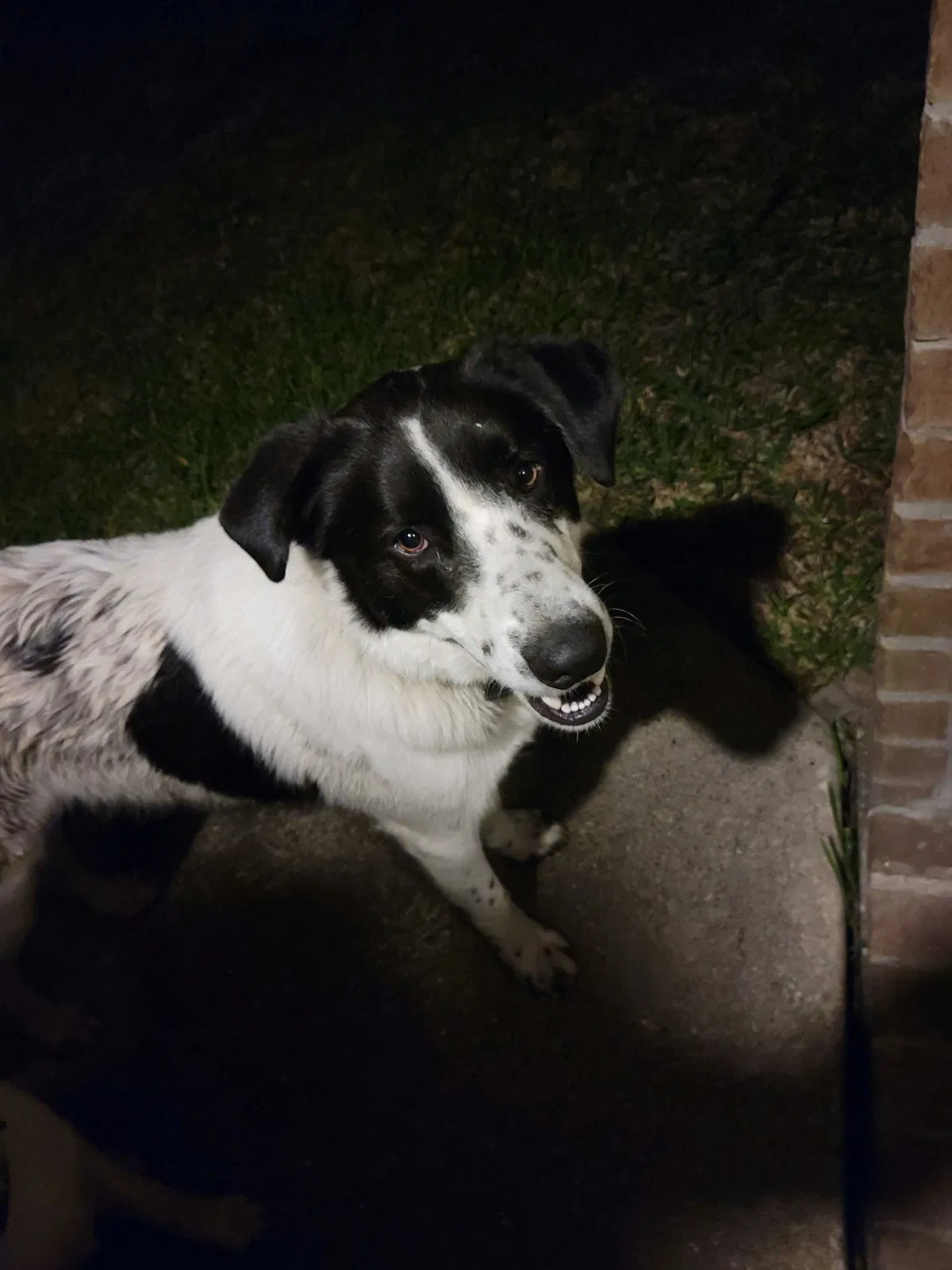Found dog in Porter, TX, 77365
