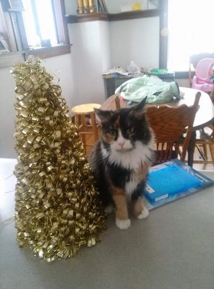 Lost cat in Mason City, IA, 50401