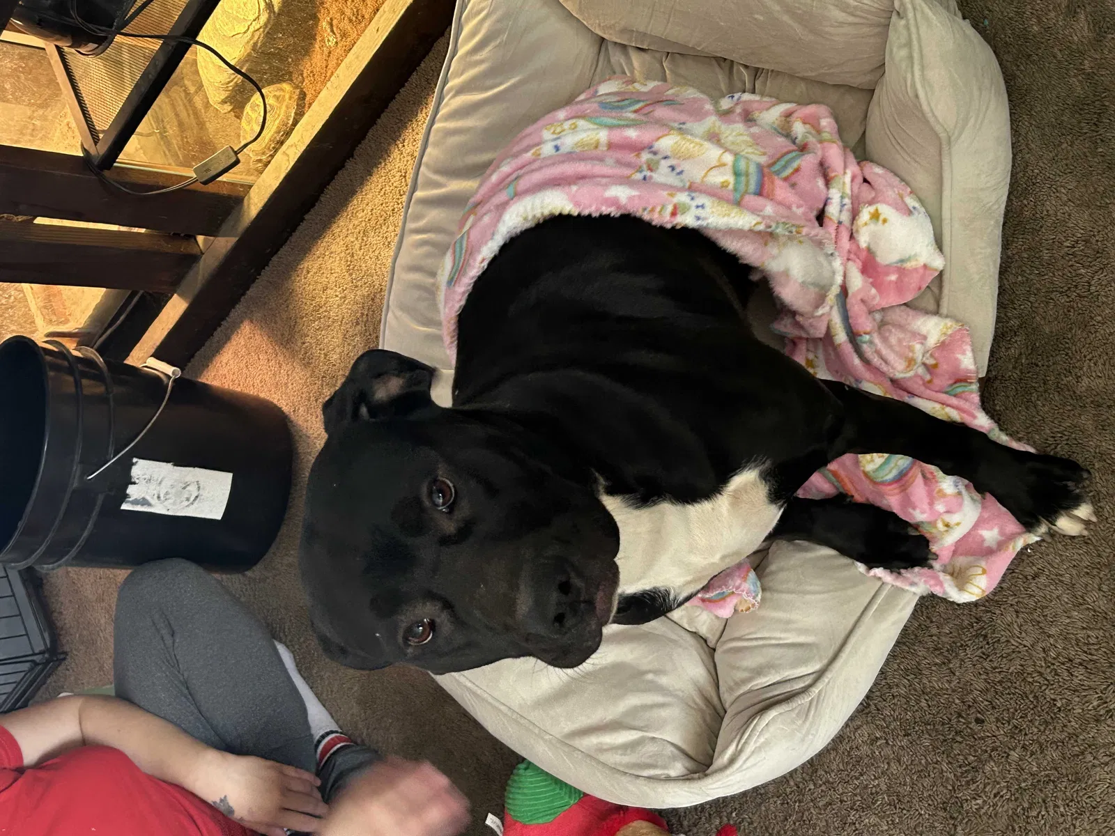 Lost dog in Albuquerque, NM, 87123