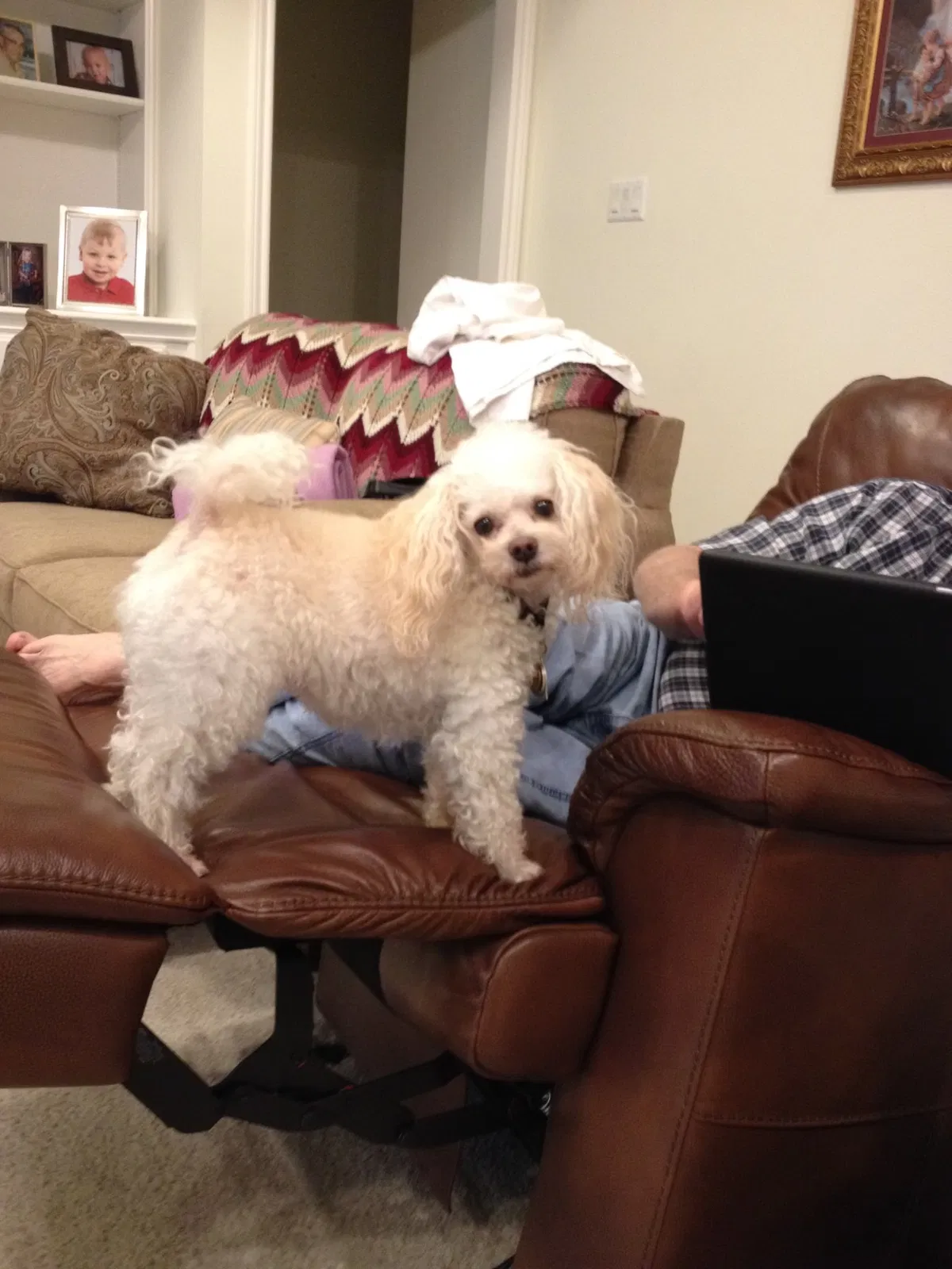 Lost dog in Spring, TX, 77379