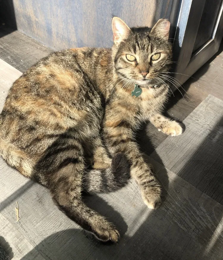 Lost cat in Athens, GA, 30606