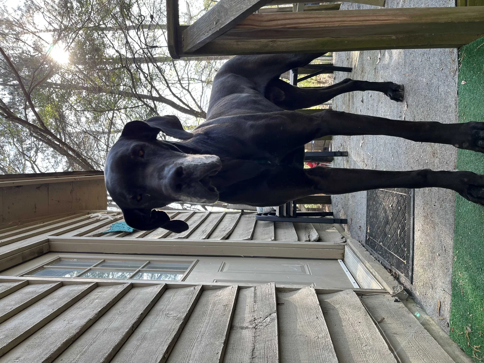 Found dog in Dalton, GA, 30721