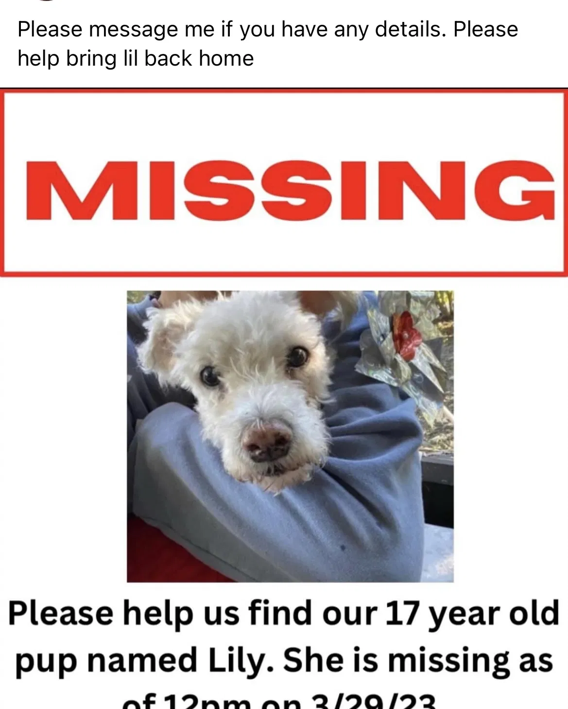 Lost dog in Fort Lauderdale, FL, 33351
