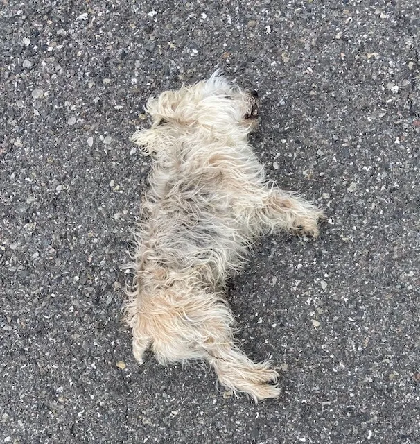 Found dog in Salt Lake City, UT, 84120