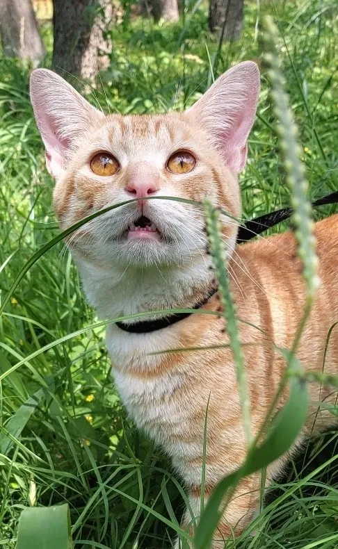 Lost cat in Houston, TX, 77018