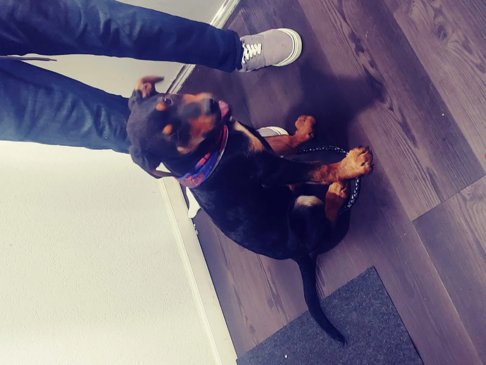 Lost dog in Palmdale, CA, 93552