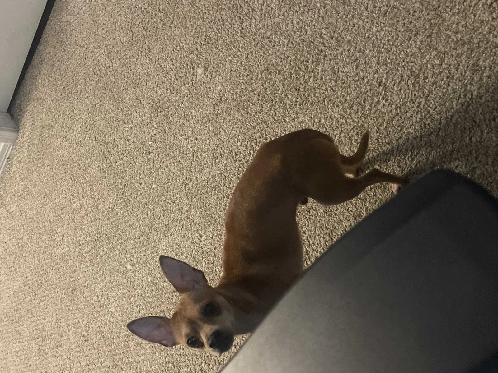 Lost dog in Mesquite, TX, 75150