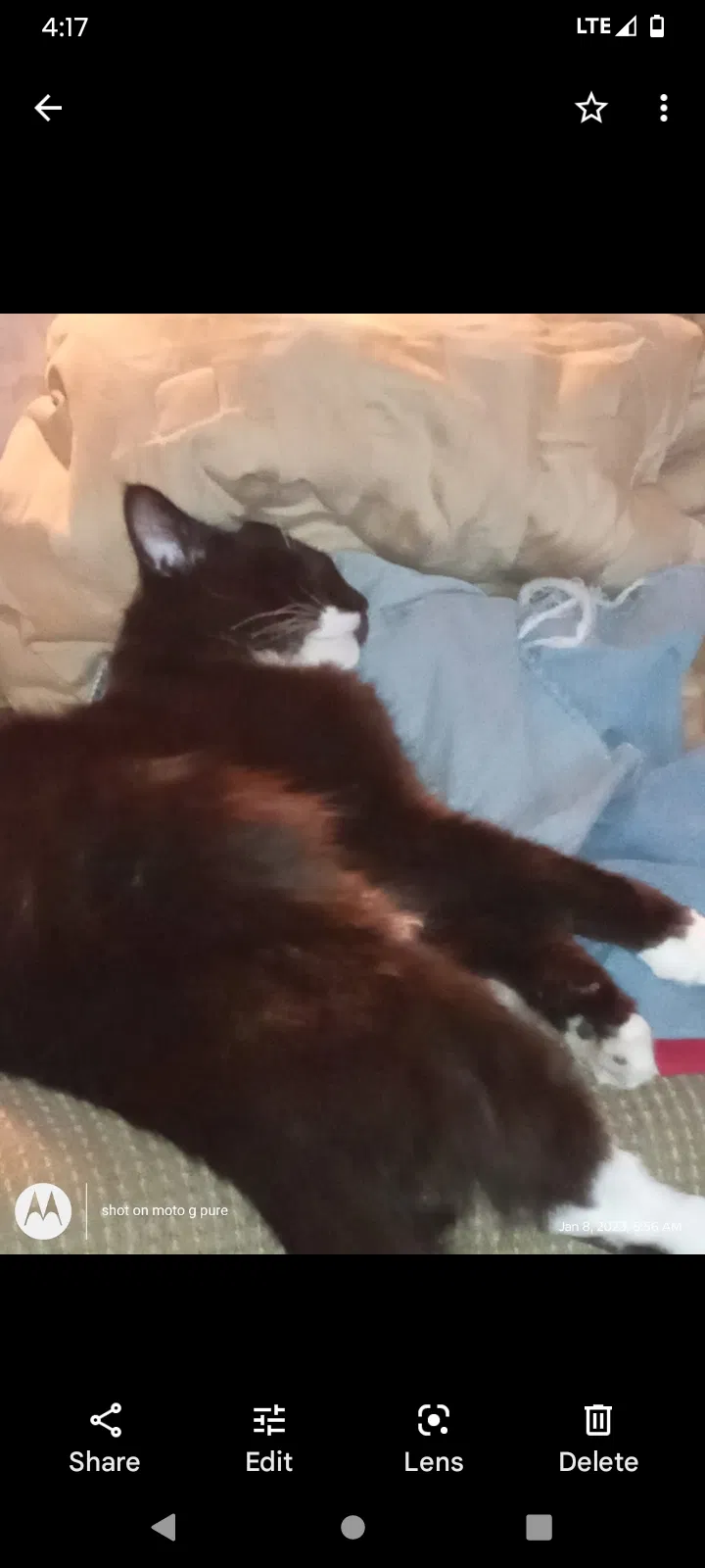 Lost cat in Sulphur Springs, TX, 75482