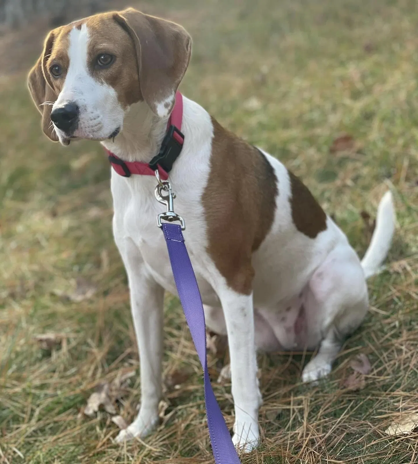 Lost dog in Cartersville, VA, 23027