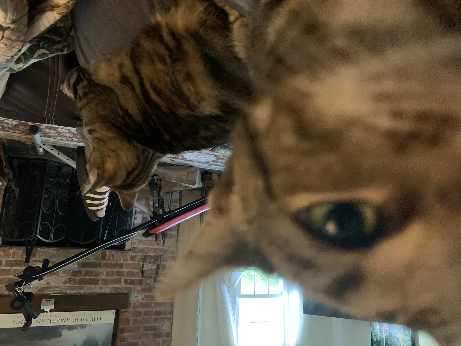 Lost cat in Albany, NY, 12203
