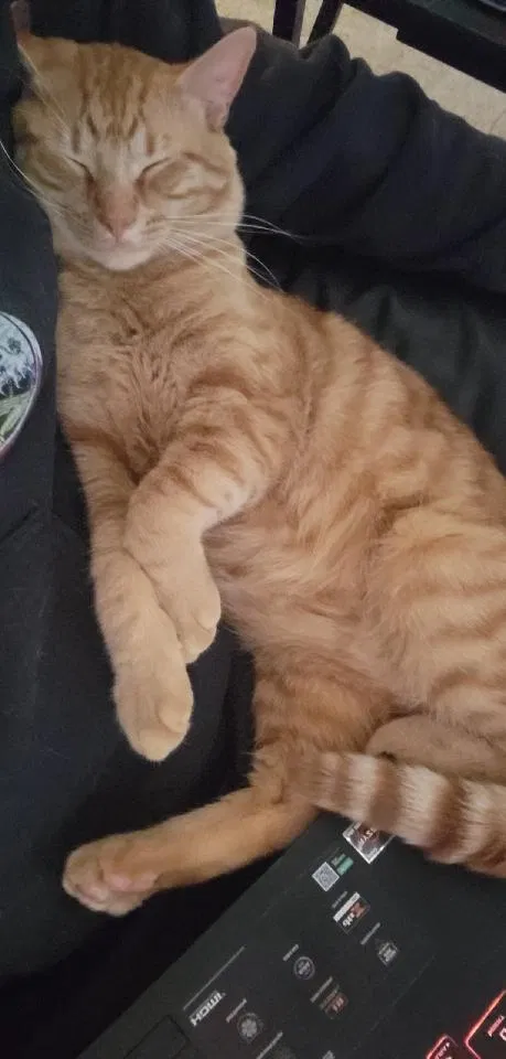 Lost cat in Clarksville, TN, 37042