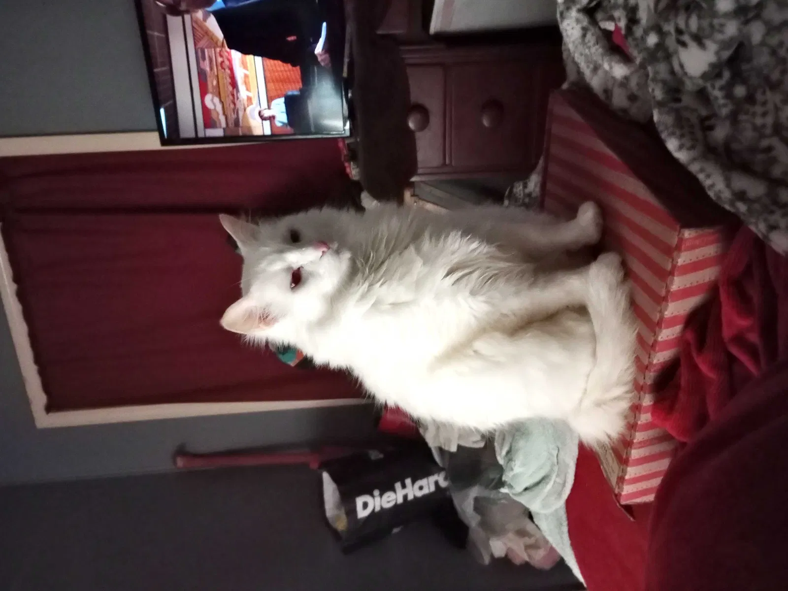 Lost cat in Brandon, MS, 39042