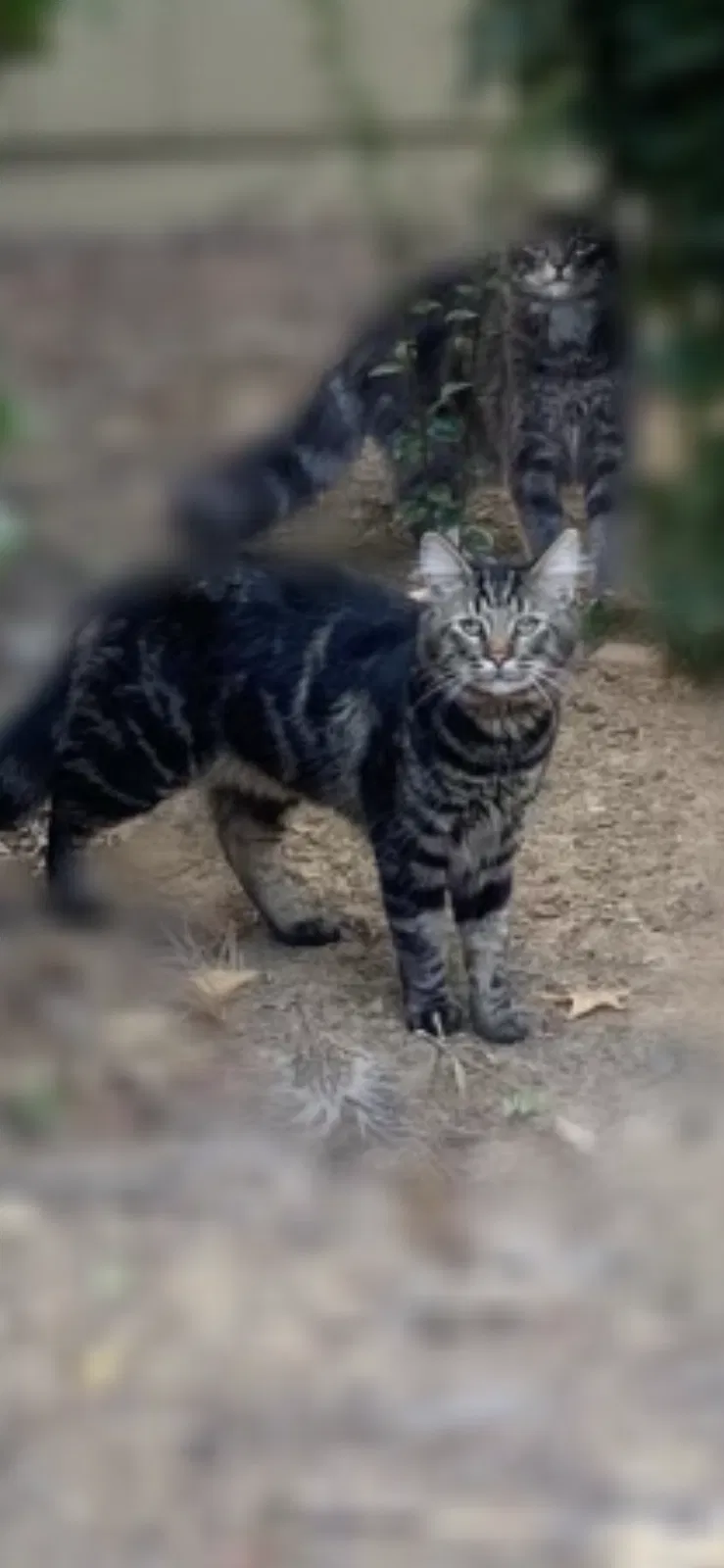 Lost cat in Sacramento, CA, 95831