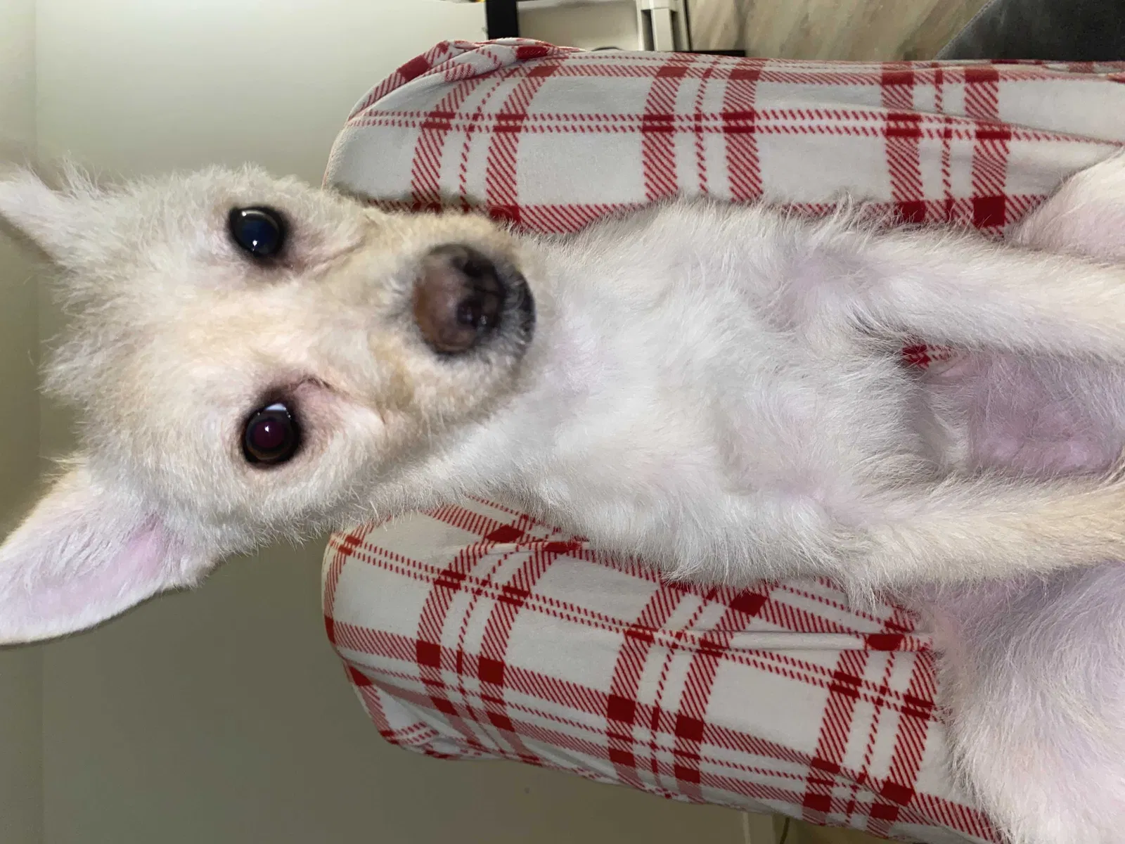 Lost dog in Los Angeles, CA, 90002